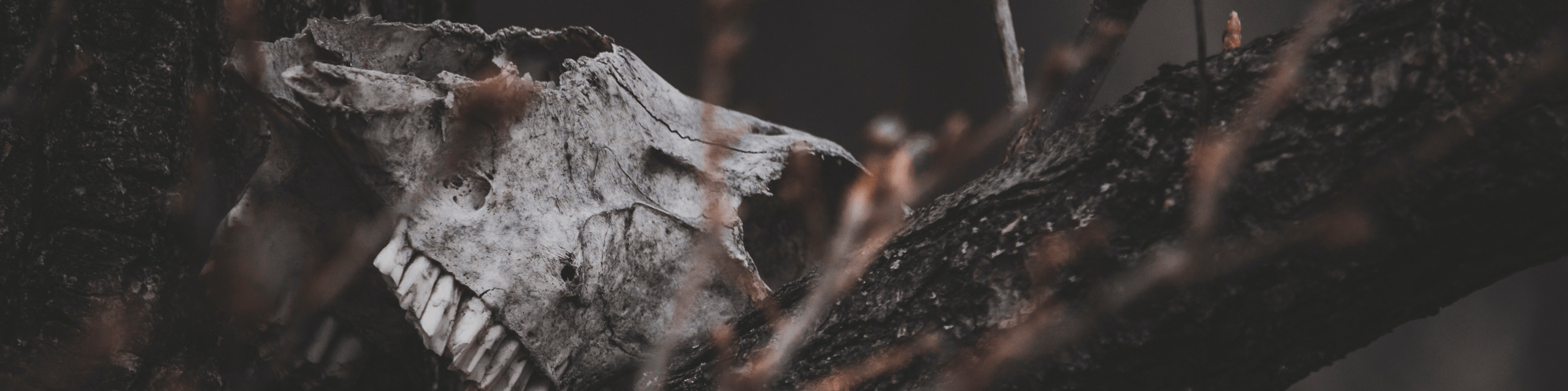 Elevating Indigenous Horror Talent.